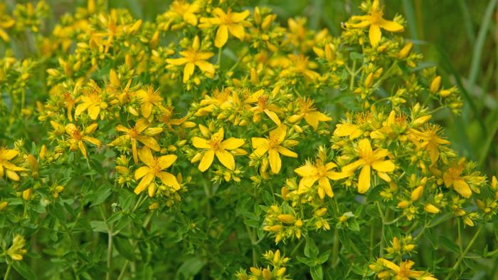 Welche Hecke Ist Nicht Giftig Für Pferde Giftige Pflanzen für Pferde ausführlich beschrieben
